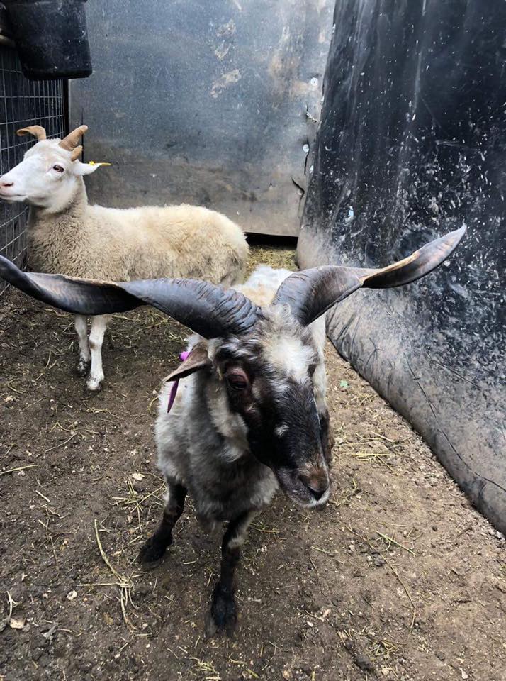 43569411_1052166634944172_4984783243246043136_n