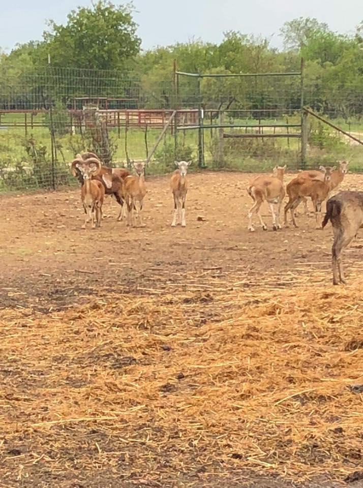 43580094_1052166711610831_7185492707253420032_n