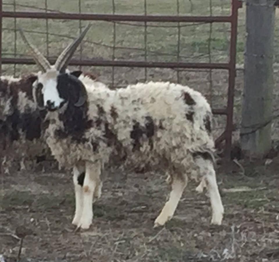 43623020_1052166718277497_6705046438478348288_n