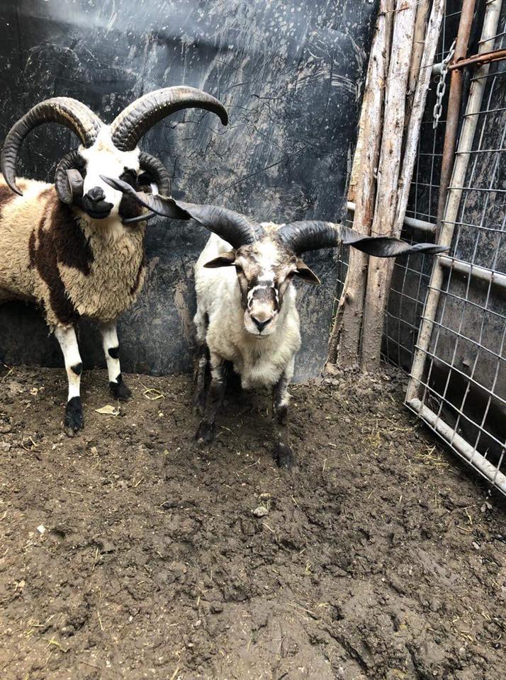 43659324_1052166628277506_6283874059872632832_n