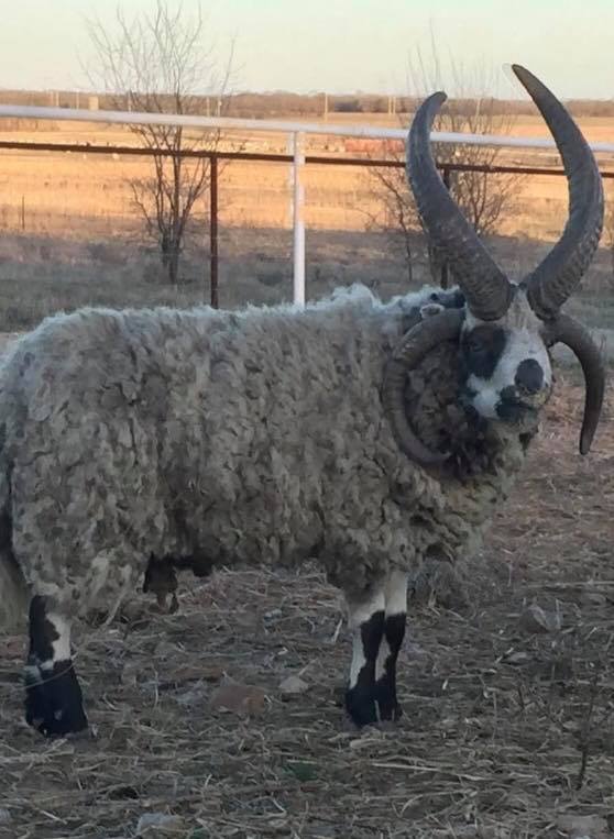 43787580_1052166678277501_5319593321406922752_n